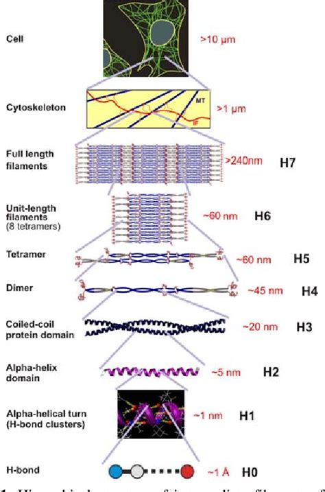 Figure 1 From Hierarchical Structure Controls Nanomechanical Properties