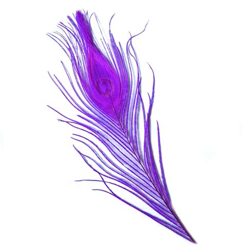 Plum Purple Peacock Eye Feathers | Feather Planet