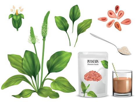 Psyllium Plant Product Set 13567726 Vector Art At Vecteezy