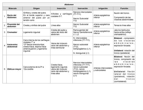 M Sculos Del Abdomen Abdomen M Sculo Origen Inserci N Inervaci N