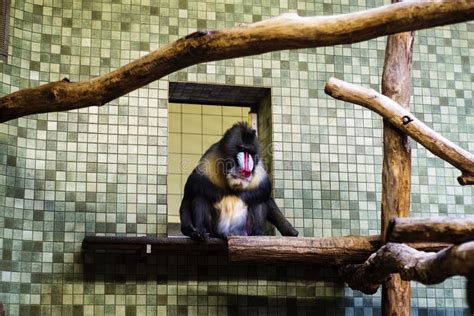 Mandrill in its habitat stock photo. Image of sitting - 57081872