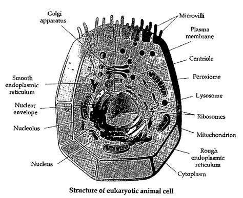 Draw A Well Labelled Diagram Of A Eukaryotic Cell