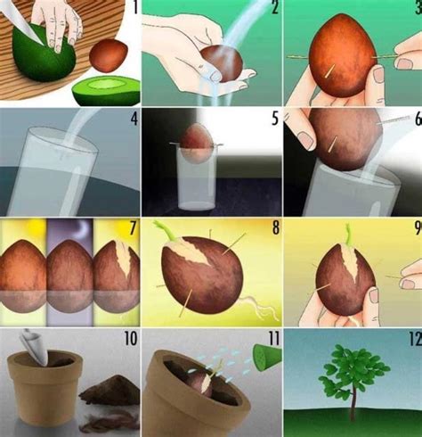 C Mo Reproducir Una Palta Desde El Carozo Y Plantarla En Casa Revista