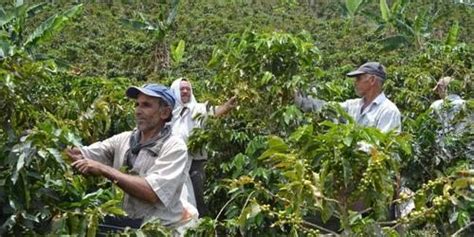 Caf Colombiano Producci N De Caf Alcanz Millones De Sacos En