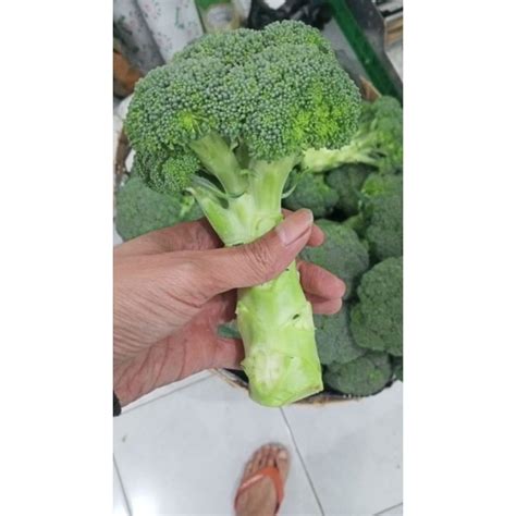 Jual sayur brokoli fresh | Shopee Indonesia