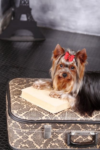 Premium Photo Yorkshire Terrier Looking At The Camera