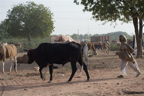 nagaur cattle fair rajasthan