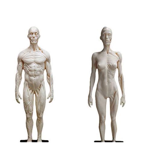 Buy Human Body Anatomy Educational Model Figure Anatomical Model In