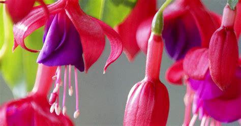 What Does Fuchsia Look Like Fuchsia Climbing Collection J Parker Dutch Bulbs Looking At