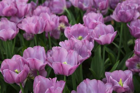 Field Of Purple Tulips In The Park Stock Photo Image Of Blooming