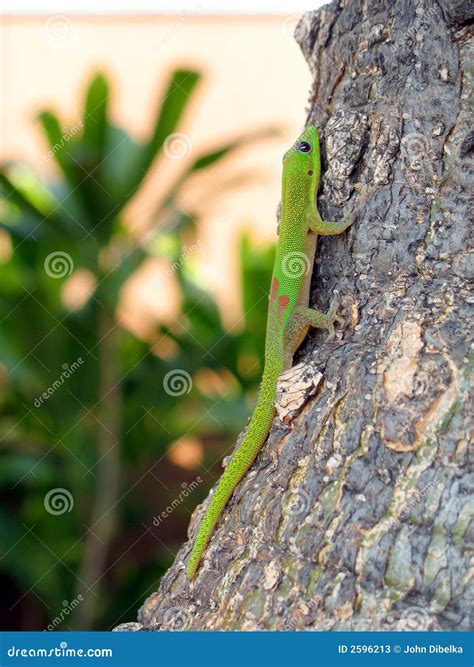 Climbing Gecko Stock Image Image Of Upward Tree Tail 2596213