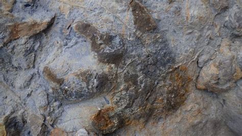 Pegadas De Dinossauros Bem Preservadas S O Encontradas Na Inglaterra