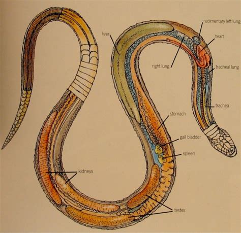 228 best Anatomy. Reptile images on Pinterest | Reptiles, Animal ...