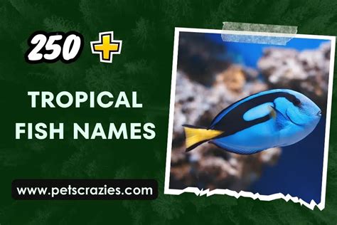 250+ Tropical Fish Names - Top Picks for Vibrant Tanks