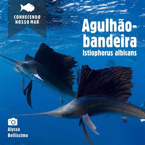 Ci Ncia Cidad Biogeomar Biodiversidade Marinha Do Brasil