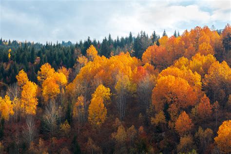 Explore Georgia Fall Foliage: Top Viewing Spots - Minneopa Orchards