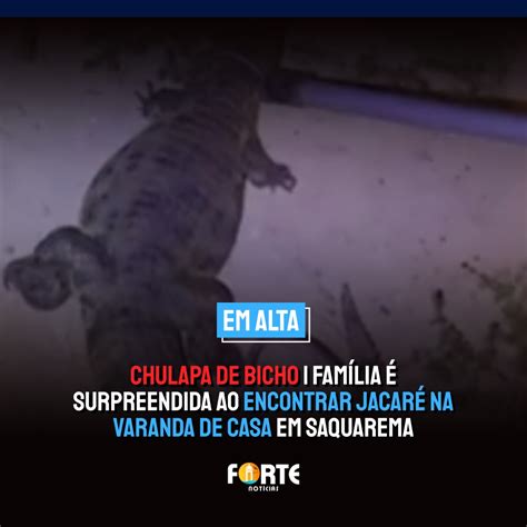 Chulapa De Bicho Fam Lia Surpreendida Ao Encontrar Jacar Na