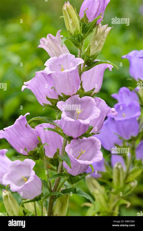 Canterbury Bells Campanula Medium Stock Photo Royalty Free Image