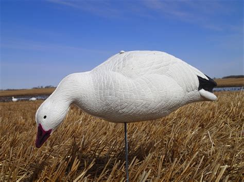 Prairiewind Decoys FREE SHIPPING Express Foam Fullbody Snow Goose