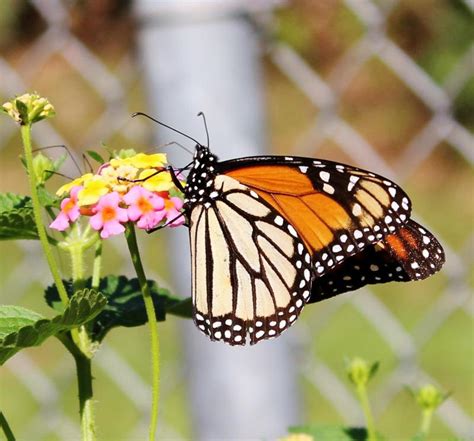 viceroy butterfly life cycle