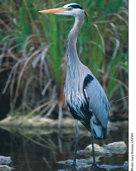 Indiana Woodland Steward - Great Blue Herons