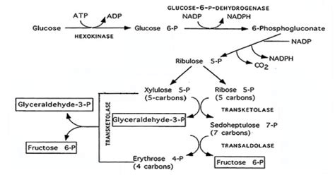 Pentose Phosphate Pathway Enzymes