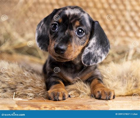 Miniature Dachshund Black And Tan Puppies