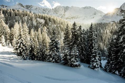 Snow Capped Fir Trees In Ehrwald Park Freedom Stock Photo 148695889