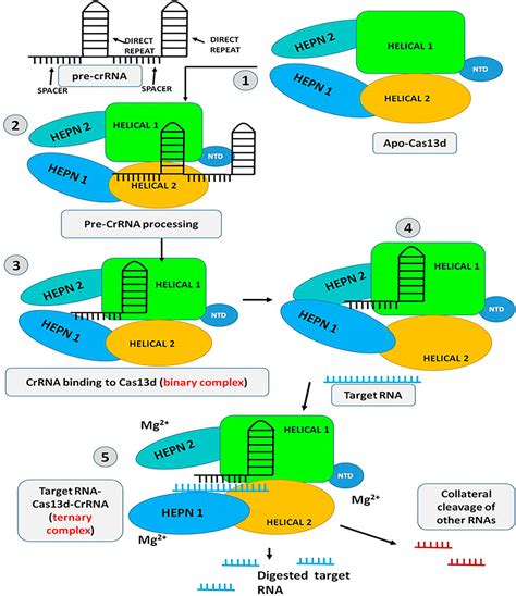 Frontiers Cas D A New Molecular Scissor For Transcriptome Engineering