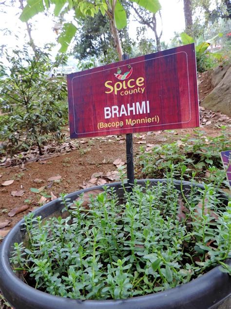 Bacopa Monnieri Plantation In Spice Garden In Munnar Kerala India Editorial Photo Image Of