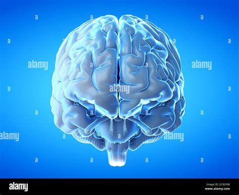 Human Brain Illustration Stock Photo Alamy