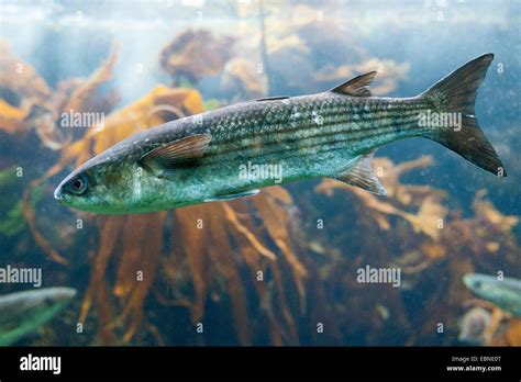 Grey Mullet Hi Res Stock Photography And Images Alamy