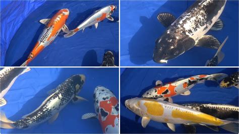 My Koi Breeding Project Part 24 A Look At Some Parent Koi Youtube