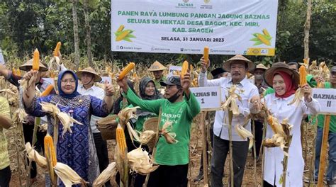 Petani Mustahik Binaan BAZNAS Di Sragen Berhasil Panen Raya Jagung