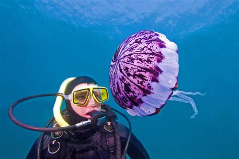 Identification of Jellyfish and Jelly-like Animals