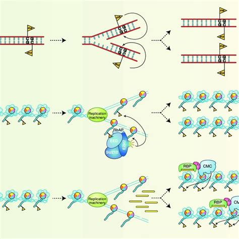 Cis And Trans Epigenetic Signals A Trans Epigenetic Signals Yellow