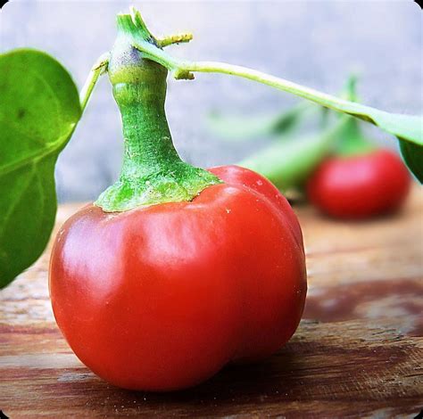 Amazon FUN AND GROW SEEDS Seeds Red Hot Cherry Pepper Chili Non