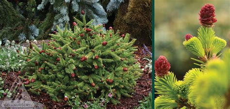 Pusch Dwarf Norway Spruce Picea Abies Mini Evergreen Conifer Asian