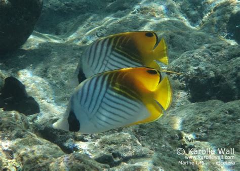 Threadfin Butterflyfish Chaetodon Auriga