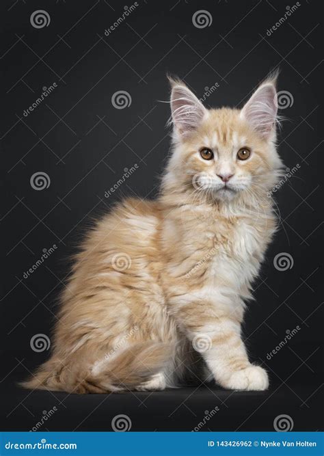 Majestic Red Silver Maine Coon Cat Kitten On Black Stock Photo Image