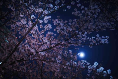 Celebrating the Full Moon