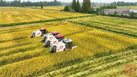 稻谷飘香 天府农博园600余亩水稻收割四川在线