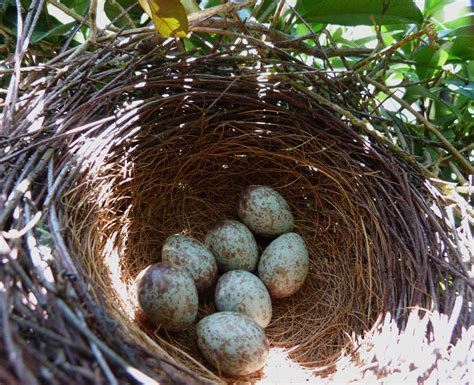 The Flycatcher: Western Scrub-Jay nest