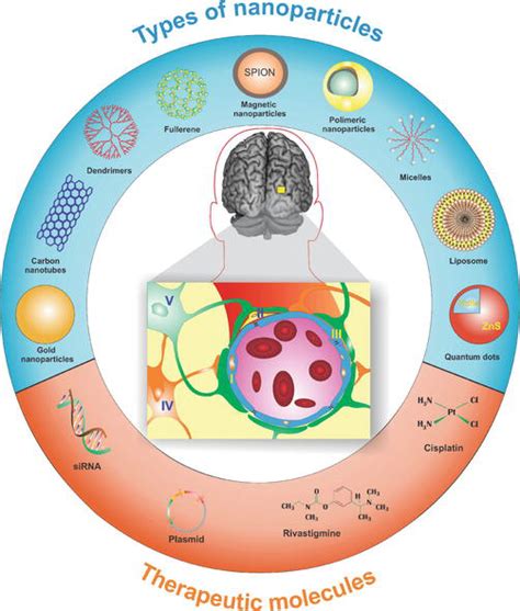 Multifunctional Nanoparticles For Successful Targeted Drug Delivery