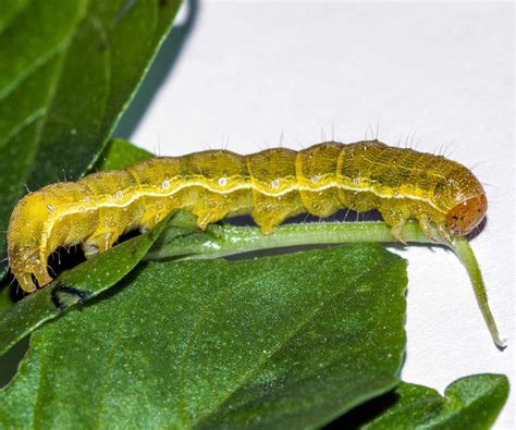 Helicoverpa Armigera Noctuidae Butterflies Of Crete