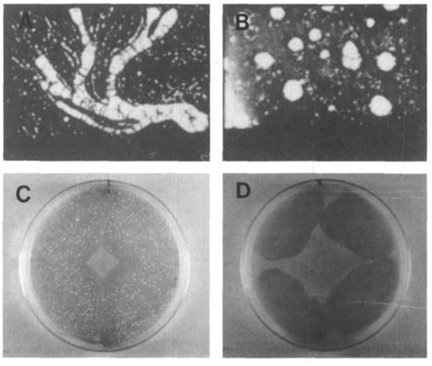 Figure 1 From Biochemical Differentiation In A Mutant Of Dictyostelium Discoideum Defective In