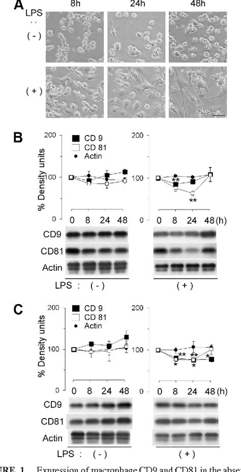 Figure 1 From Tetraspanin CD 9 Negatively Regulates Lipopolysaccharide