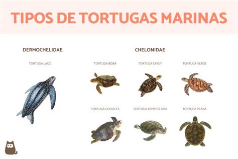 Tipos De Tortugas Marinas Y Sus Caracter Sticas