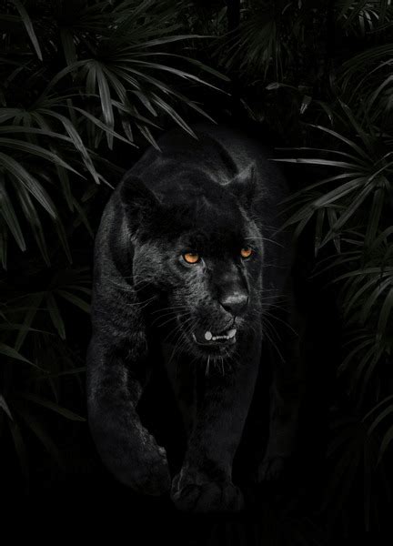 730 Black Panther Rainforest Royalty-Free Images, Stock Photos ...