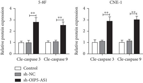 Knockdown Of Oip5 As1 Accelerates The Apoptosis And Decreases The